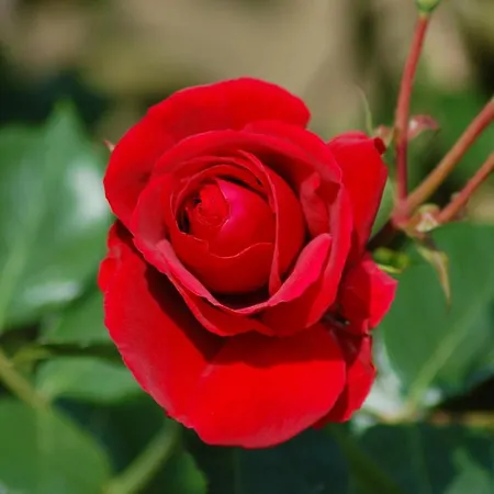 別荘 Ferienbauernhof Liesenberg Backhaus Nr 18 *