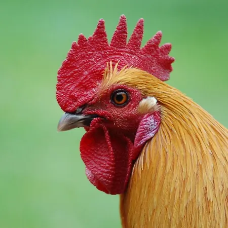 Ferienbauernhof Liesenberg Backhaus Nr 18 別荘 *